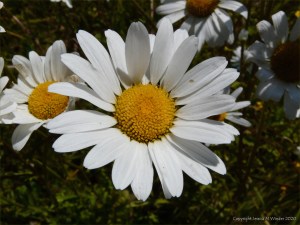 Oxeye Daisies in the British countryside