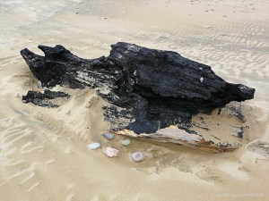 Burnt driftwood on a sandy beach
