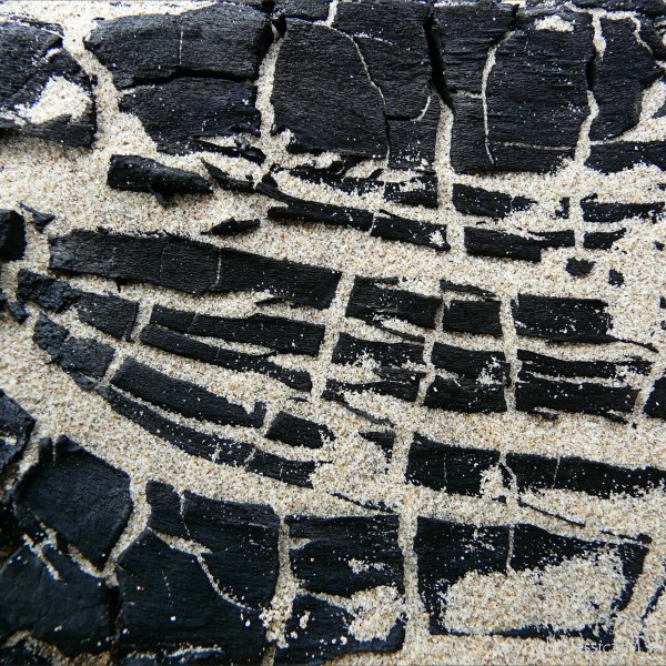 Close-up detail of burnt driftwood on a sandy beach