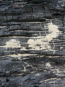 Close-up detail of burnt driftwood on a sandy beach