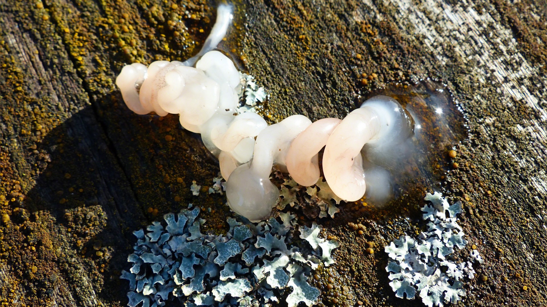 Jelly fungus