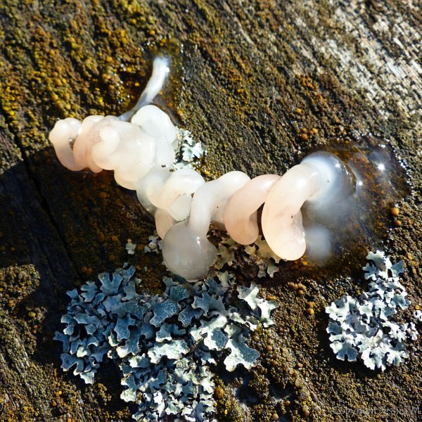 Jelly fungus