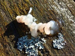 Jelly fungus