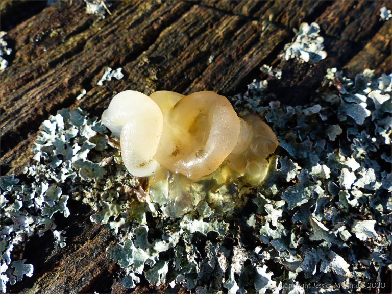 Jelly fungus