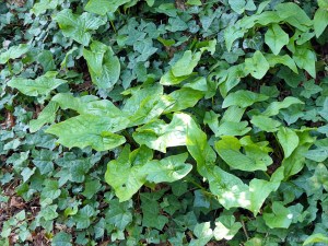 Leaves of Cuckoo Pint (Lords-and-Ladies)