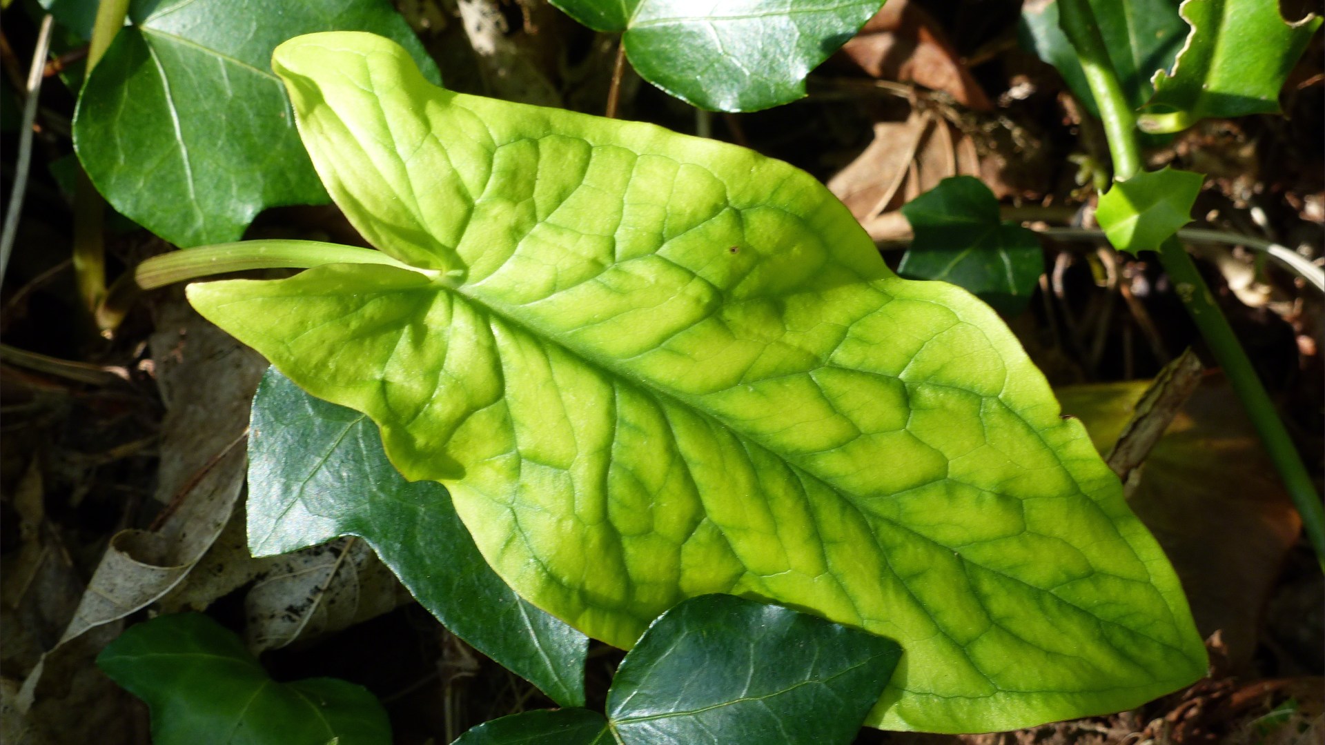 Leaves of Cuckoo Pint (Lords-and-Ladies)