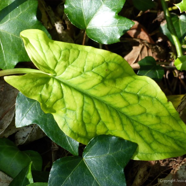 Leaves of Cuckoo Pint (Lords-and-Ladies)