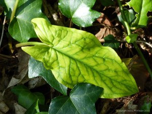 Leaves of Cuckoo Pint (Lords-and-Ladies)