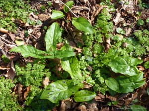 Leaves of Cuckoo Pint (Lords-and-Ladies)