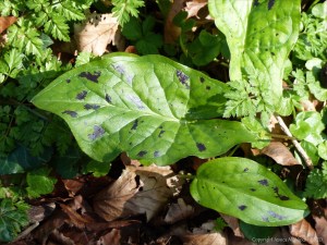 Leaves of Cuckoo Pint (Lords-and-Ladies)