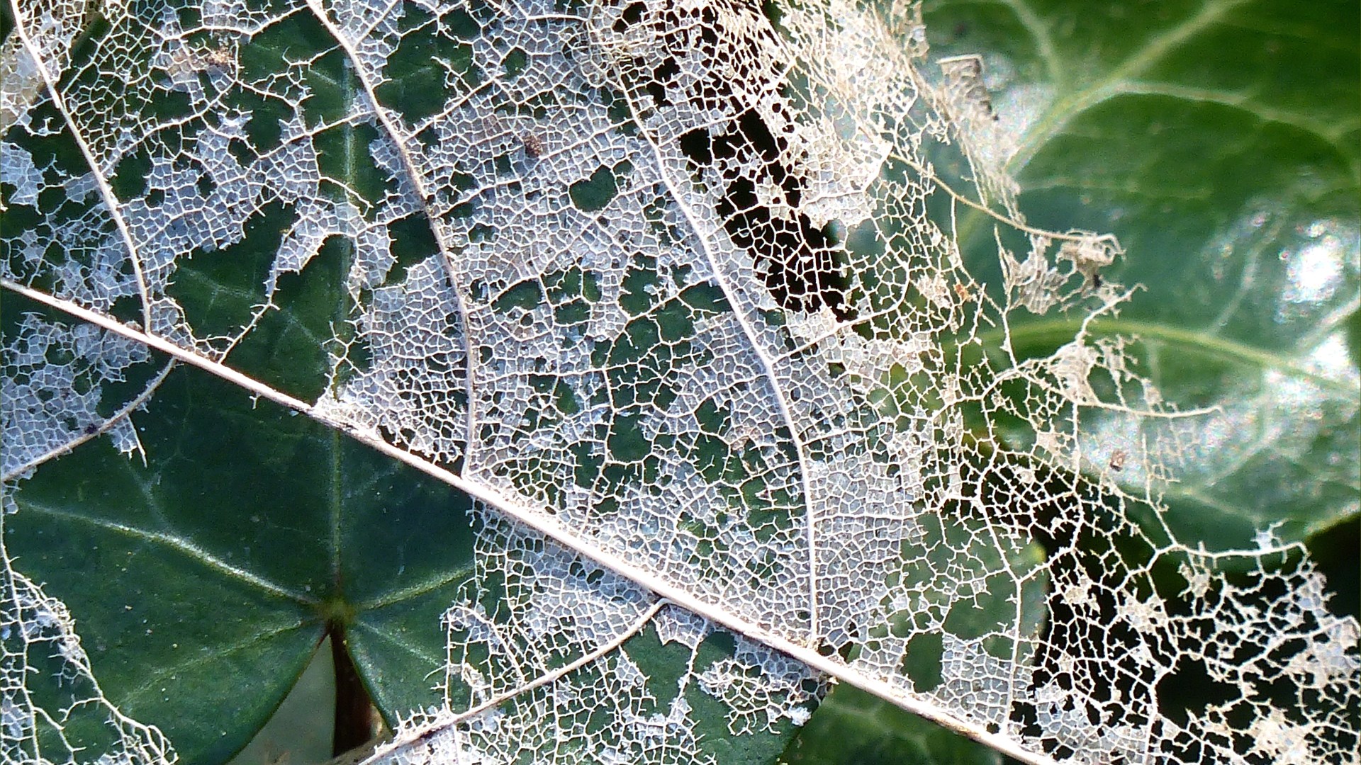 White skeletonised leaves