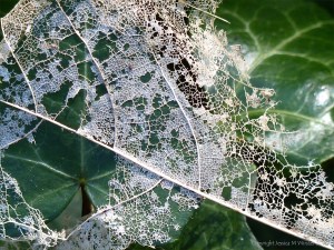 White skeletonised leaves