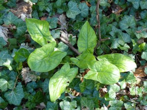 Leaves of Cuckoo Pint (Lords-and-Ladies)
