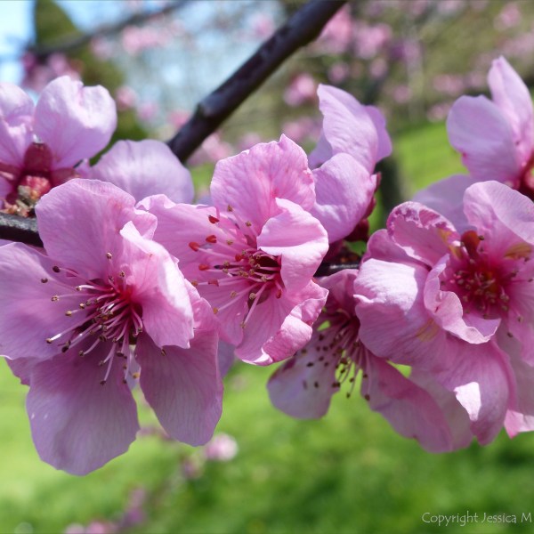 Pink blossoms