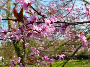 Pink blossoms