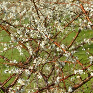 Blackthorn blossoms