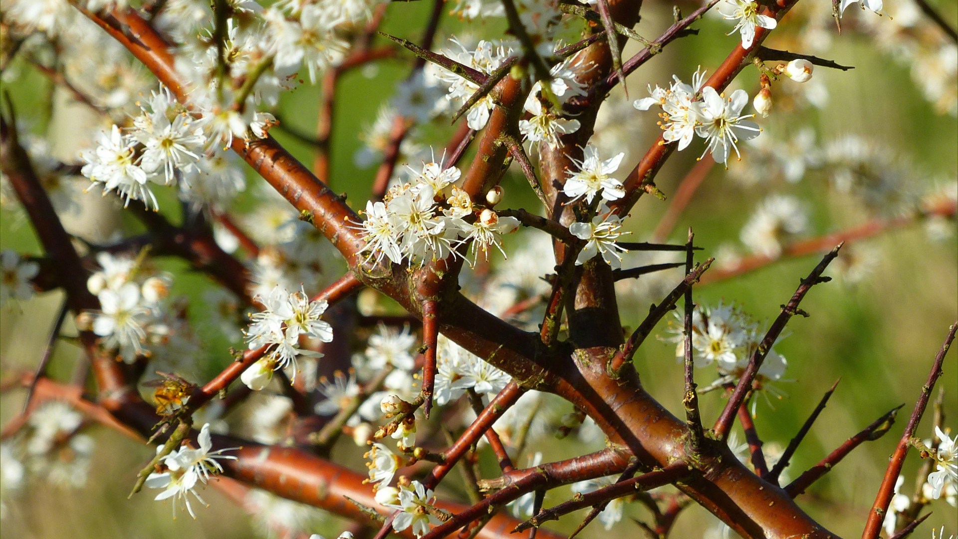 Blackthorn blossoms
