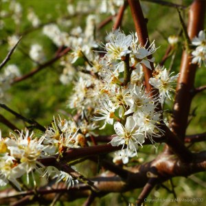 Blackthorn blossoms
