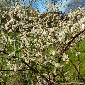 Blackthorn blossoms