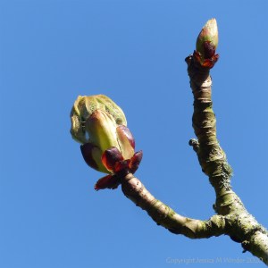 Horse chestnut tree sticky buds opening