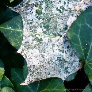 White skeletonised leaves