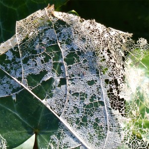White skeletonised leaves