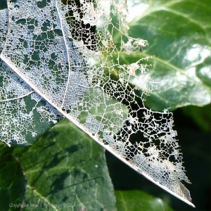 White skeletonised leaves