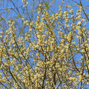 Pussy willows