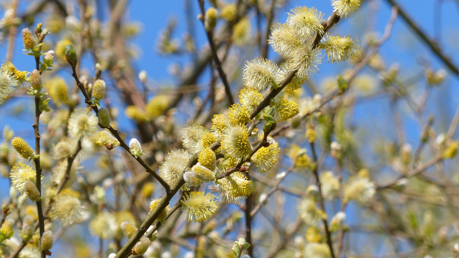 Pussy willows