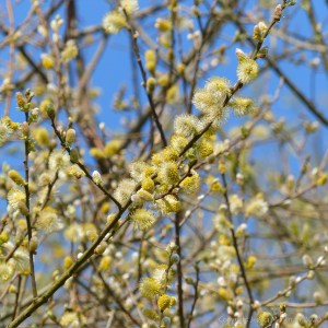 Pussy willows