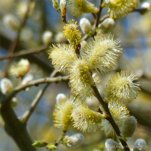 Pussy willows