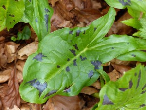 Leaves of Cuckoo Pint (Lords-and-Ladies)