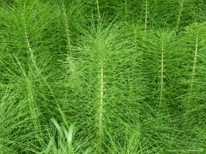 Horsetails (Equisetum)