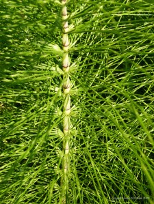 Horsetails (Equisetum)