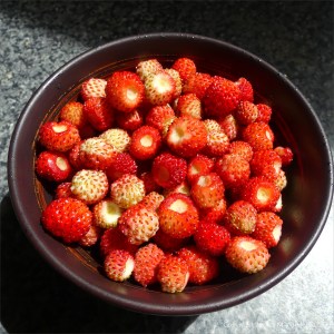 Wild strawberry fruits