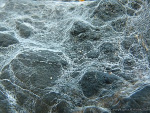 Rock pattern and texture at Trinity Beach