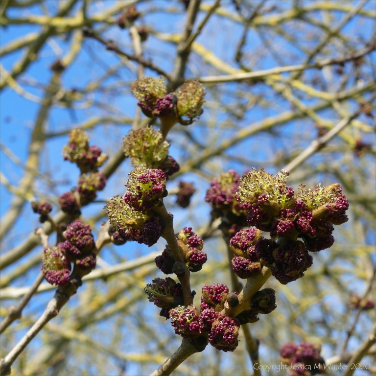Flowers opening on an ash tree