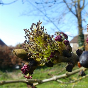 Flowers opening on an ash tree