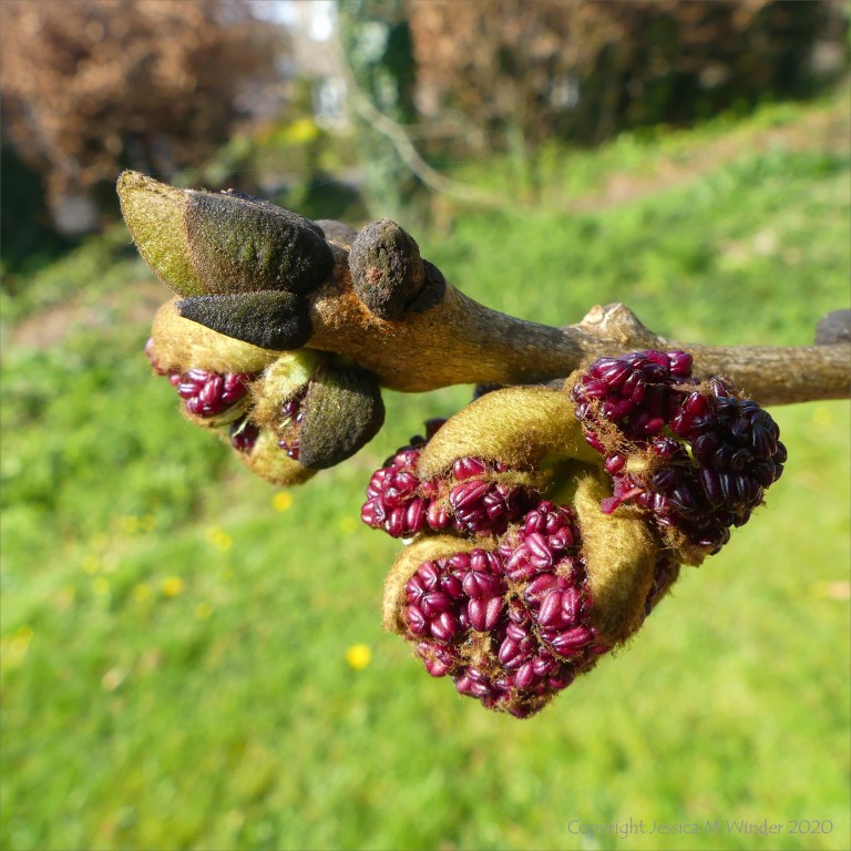 Flowers opening on an ash tree