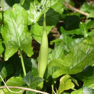 Arum Lily also known as Cuckoopint and Lords-and-Ladies