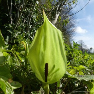 Arum Lily also known as Cuckoopint and Lords-and-Ladies