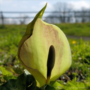 Arum Lily also known as Cuckoopint and Lords-and-Ladies