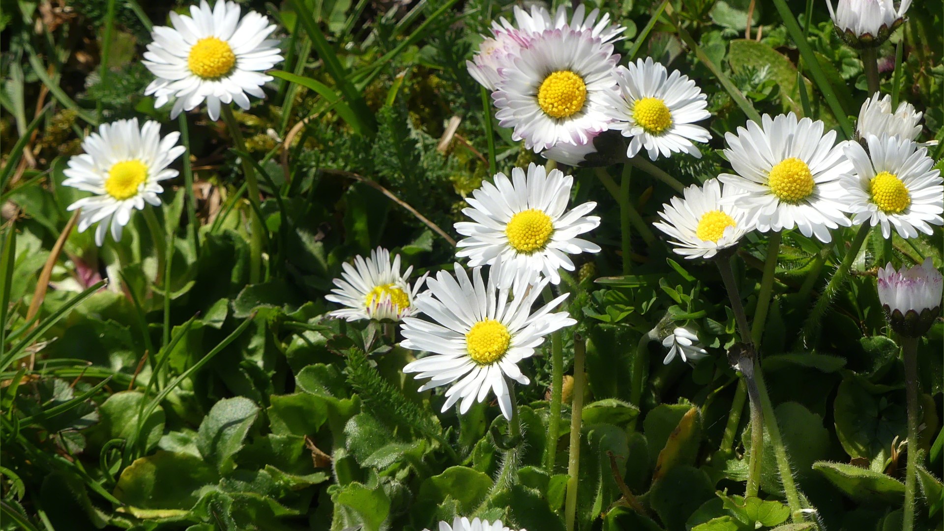Common daisies