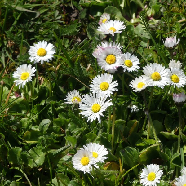 Common daisies