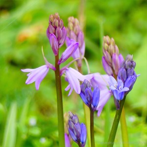 Bluebells