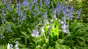 Bluebells in Charlton Down