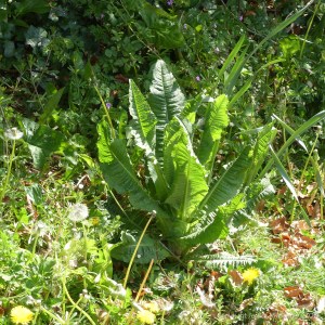 Teasel leaves