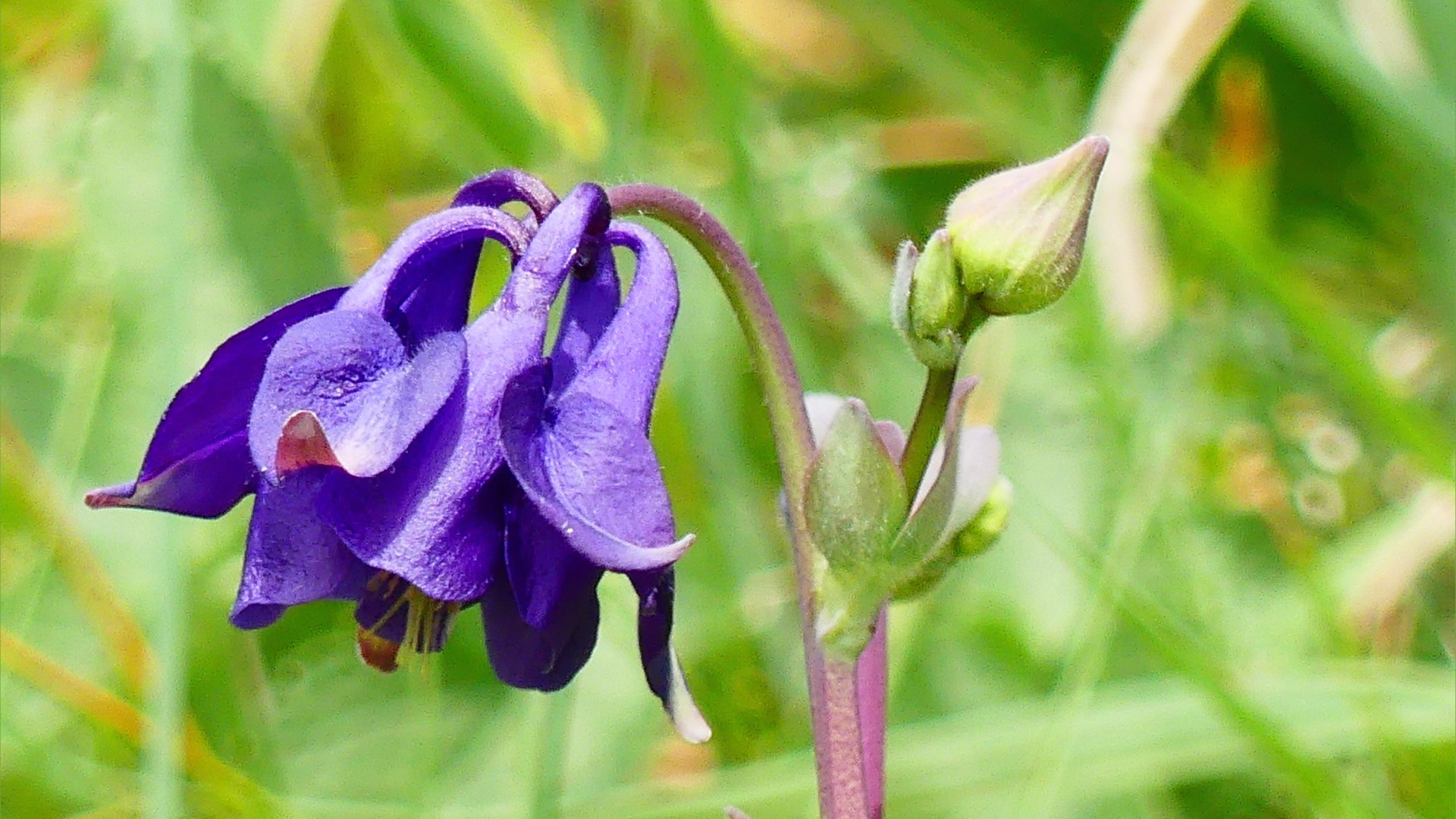 Purple Columbine flowers