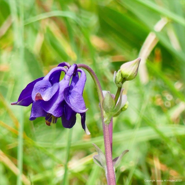 Purple Columbine flowers