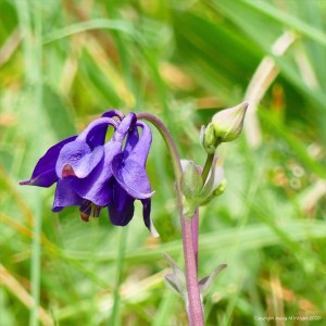 Purple Columbine flowers